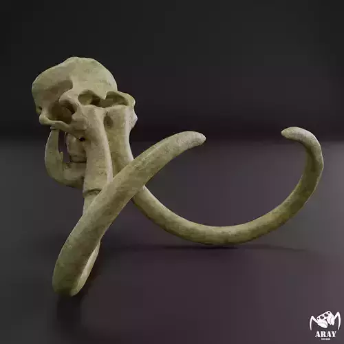 Mammuthus primigenius - woolly mammoth skull