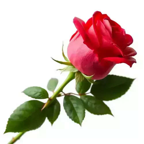 Realistic Red Rose D Model Pack Low-poly 3D model