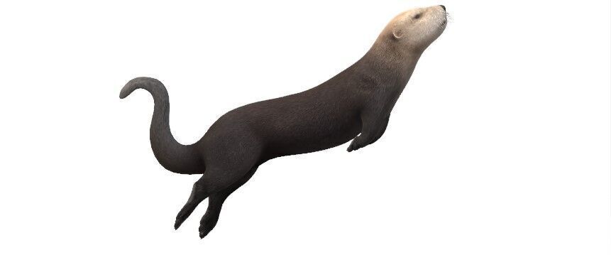 Playful Sea Otter Low Poly VR and AR Ready 3D Model Low-poly 3D model_3