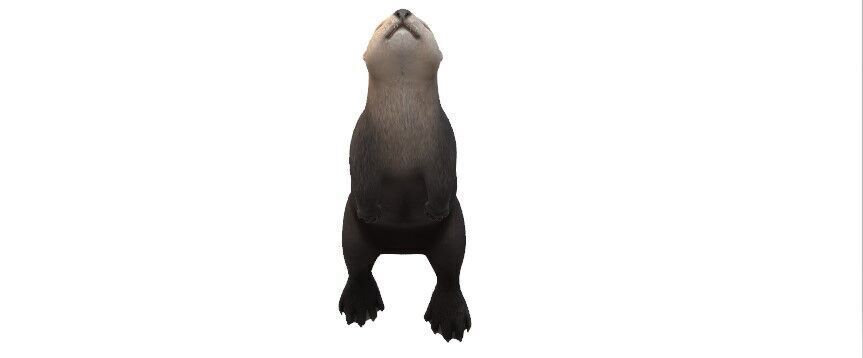 Playful Sea Otter Low Poly VR and AR Ready 3D Model Low-poly 3D model_1
