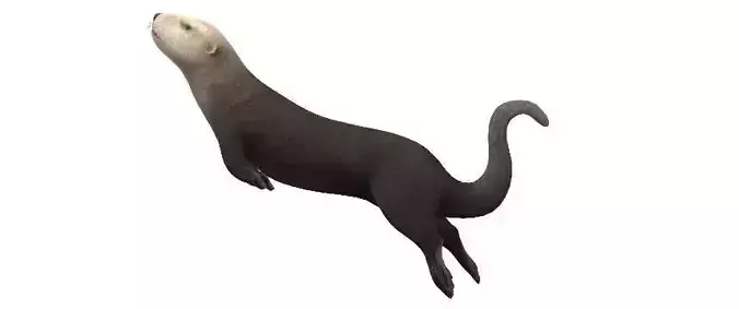 Playful Sea Otter Low Poly VR and AR Ready 3D Model