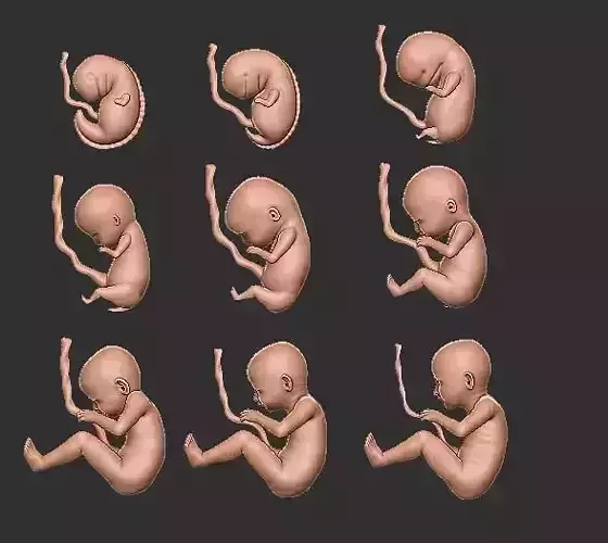 The journey of pregnancy 