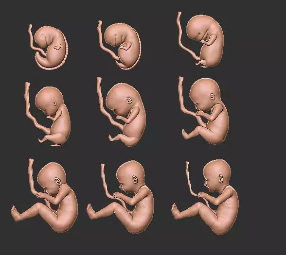 The journey of pregnancy 3D print model