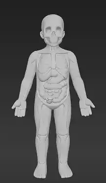 Simple Anatomy Model