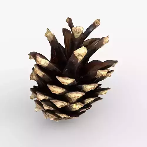 Photorealistic 3D scan of pine conifer cone