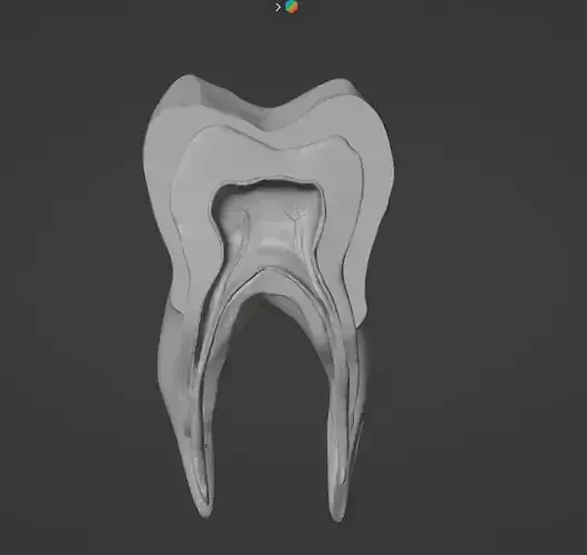 anatomical model of teeth and gums