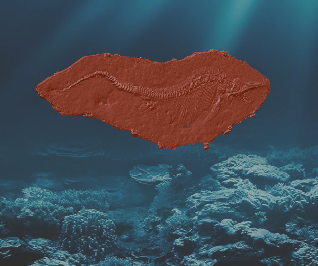 Fossil Ichthyosaurus 3D print model_2