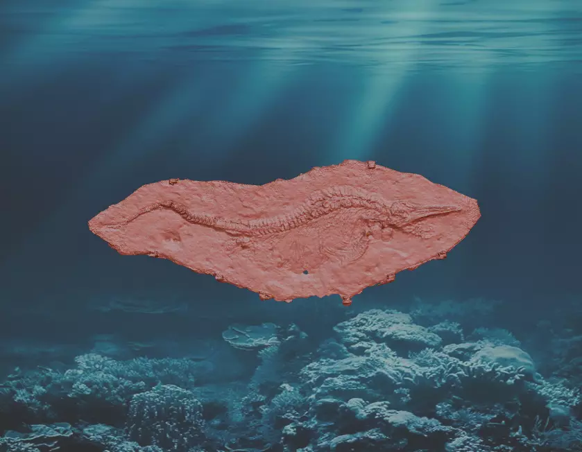 Fossil Ichthyosaurus 3D print model_0