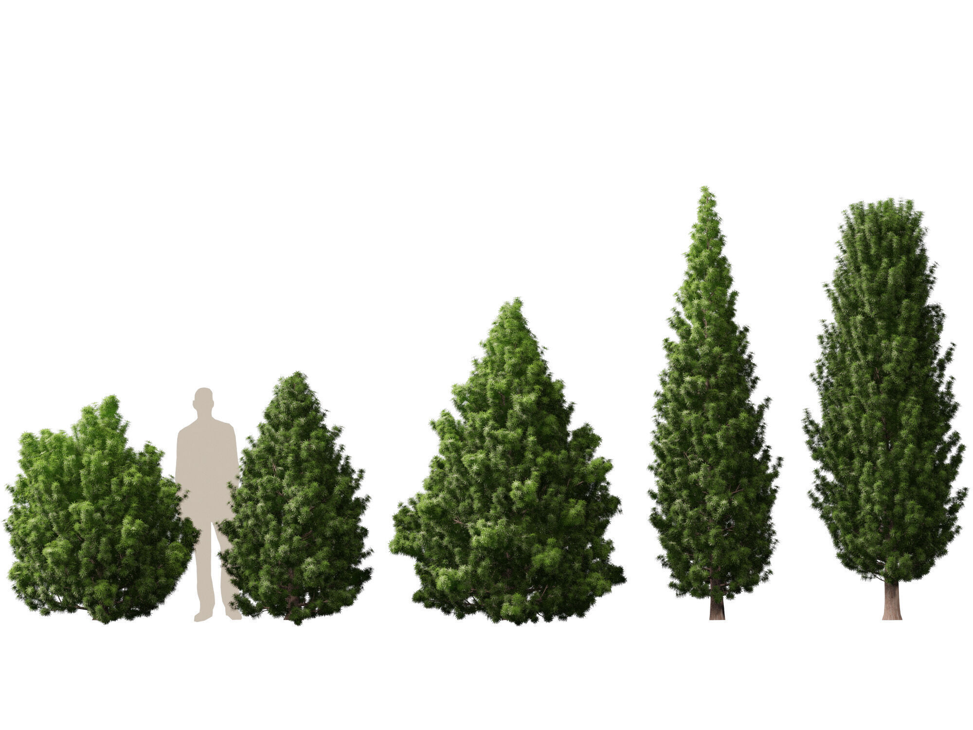HighPoly LowPoly - Juniperus communis - Common Juniper Low-poly 3D model_1