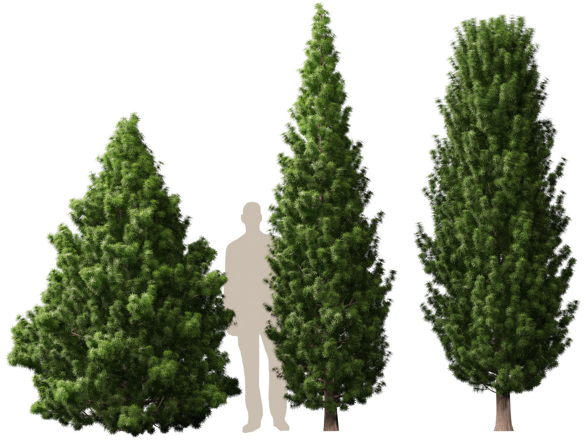 HighPoly LowPoly - Juniperus communis - Common Juniper Low-poly 3D model_5