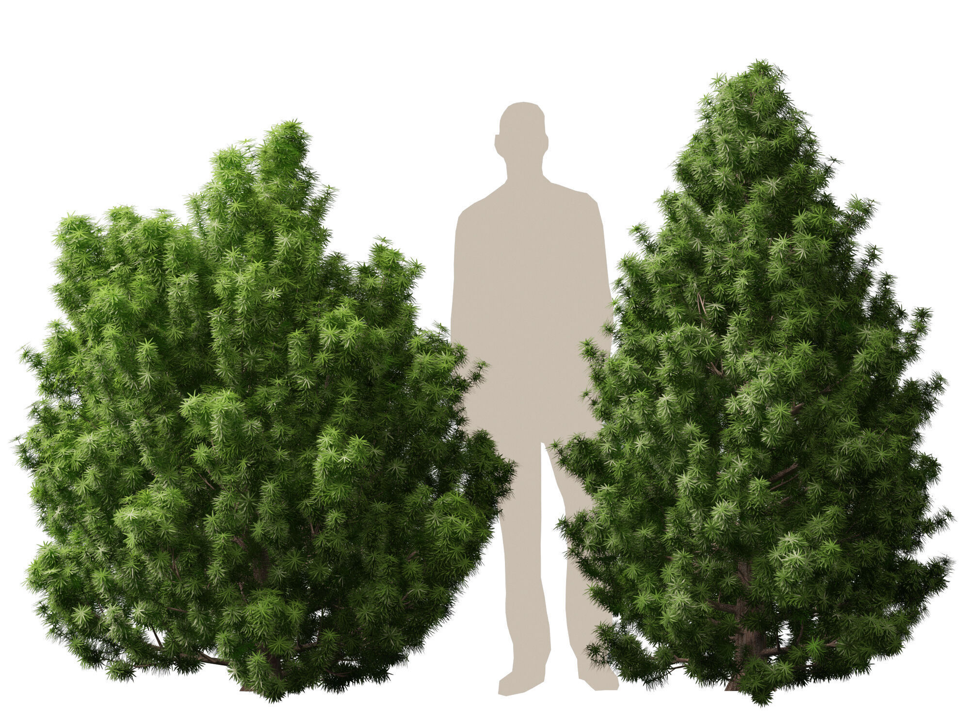 HighPoly LowPoly - Juniperus communis - Common Juniper Low-poly 3D model_3