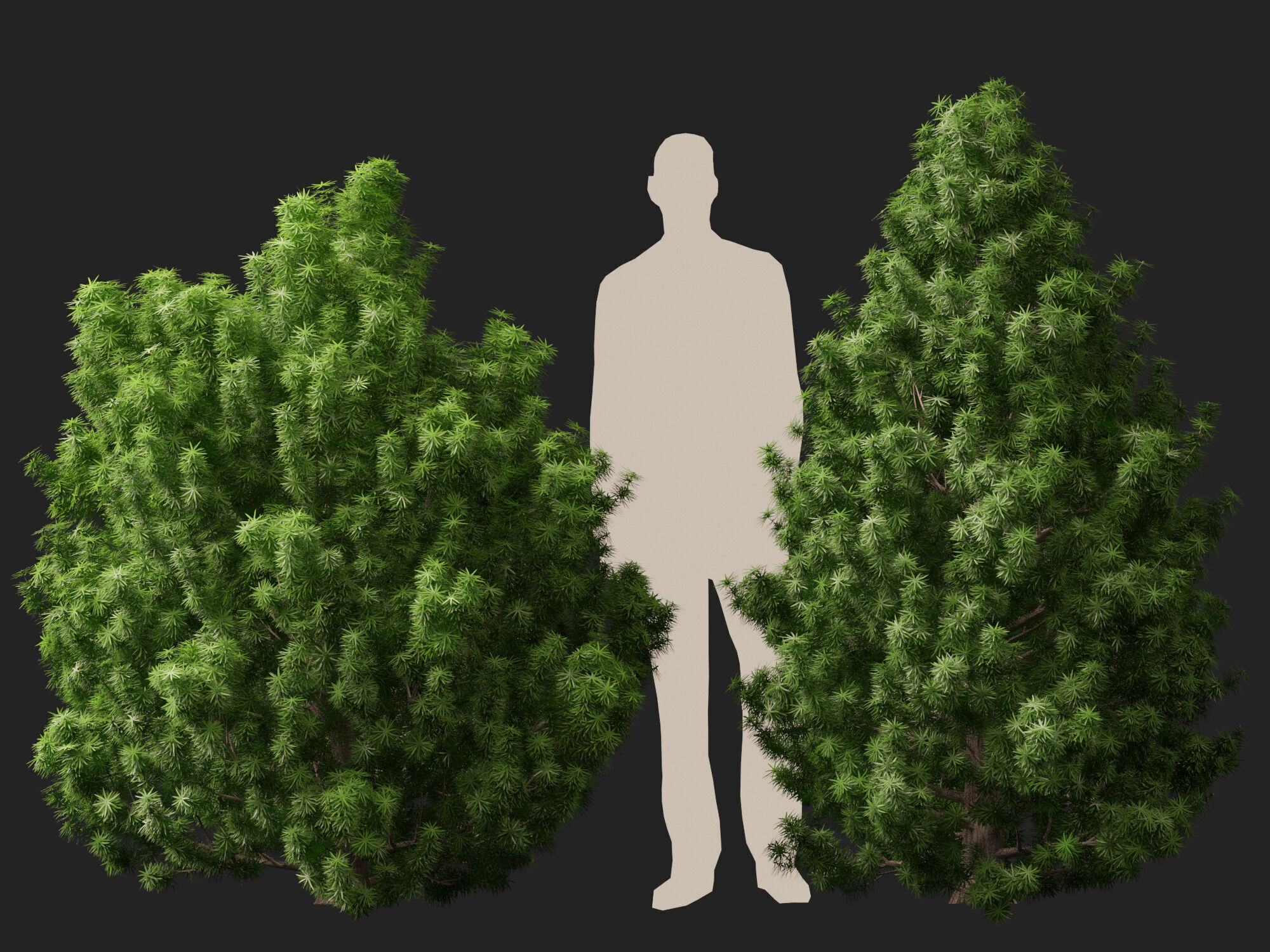 HighPoly LowPoly - Juniperus communis - Common Juniper Low-poly 3D model_4