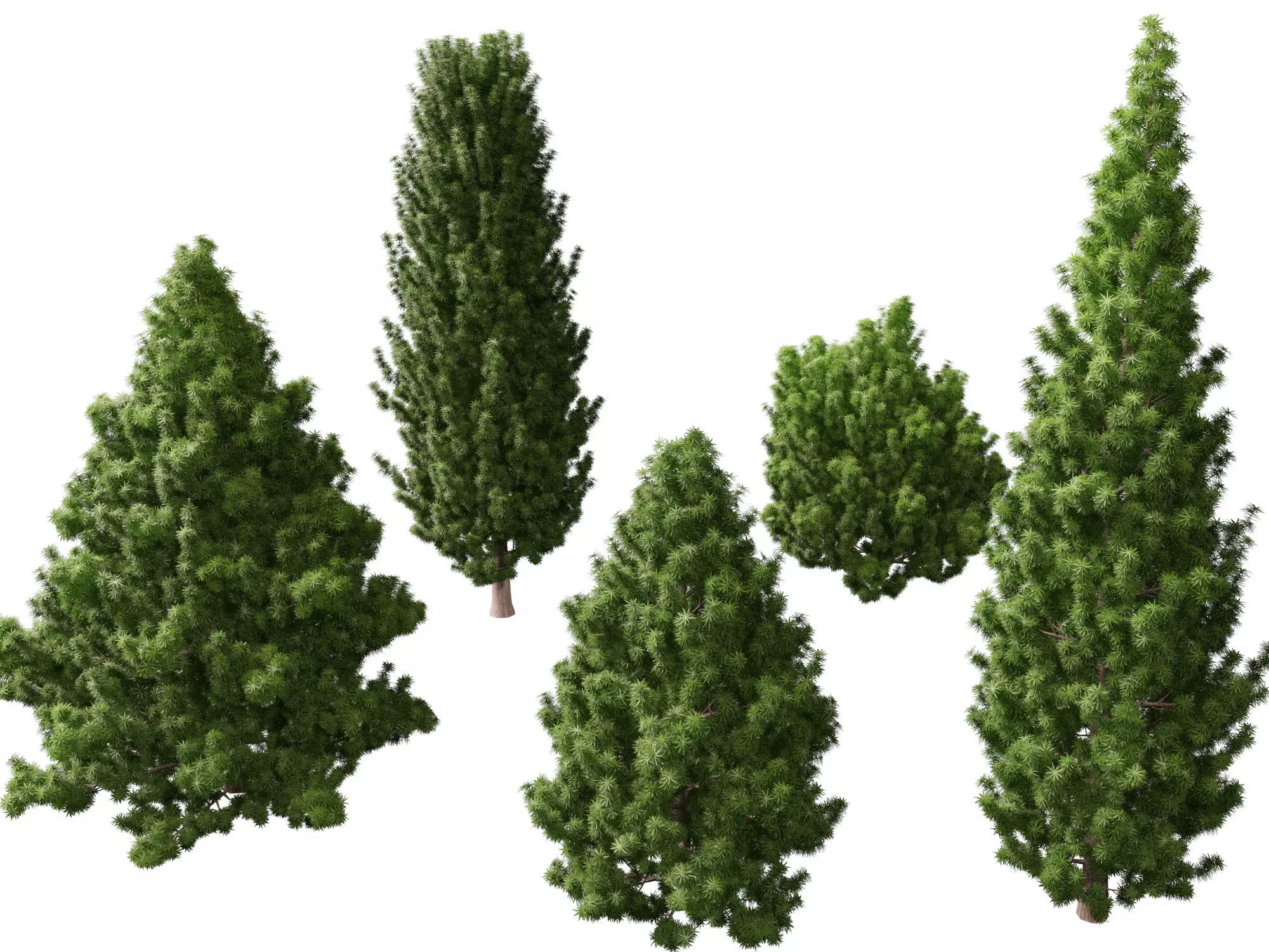 HighPoly LowPoly - Juniperus communis - Common Juniper Low-poly 3D model_0