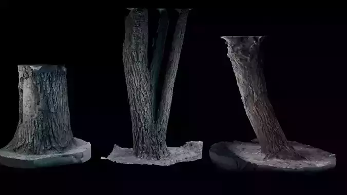 3 Realistic Bark Scan