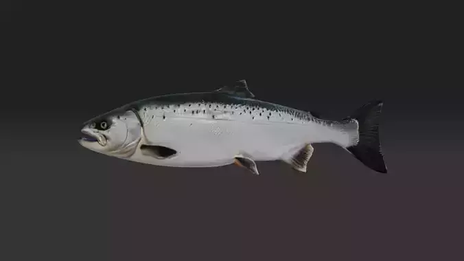 3d salmon fish  Low-poly 3D model