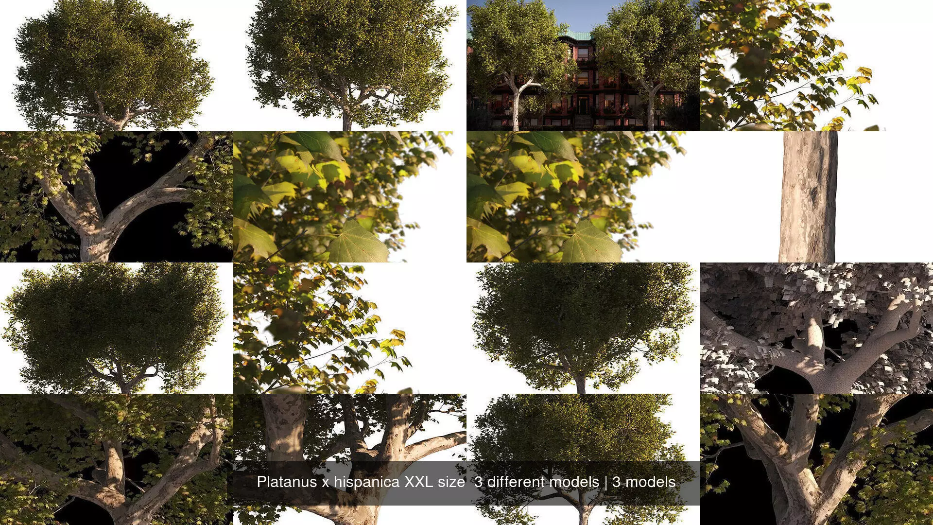 Platanus x hispanica XXL size 3 different models 3D Model Collection_0