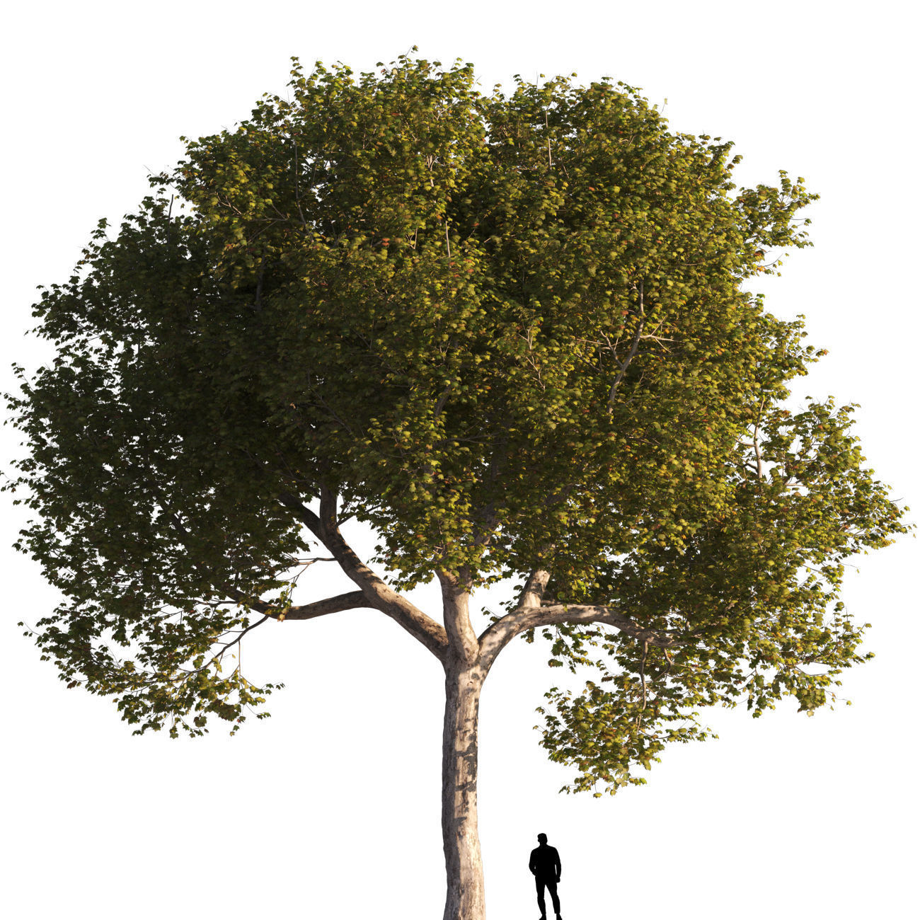 Platanus x hispanica XXL size 3 different models 3D Model Collection_1