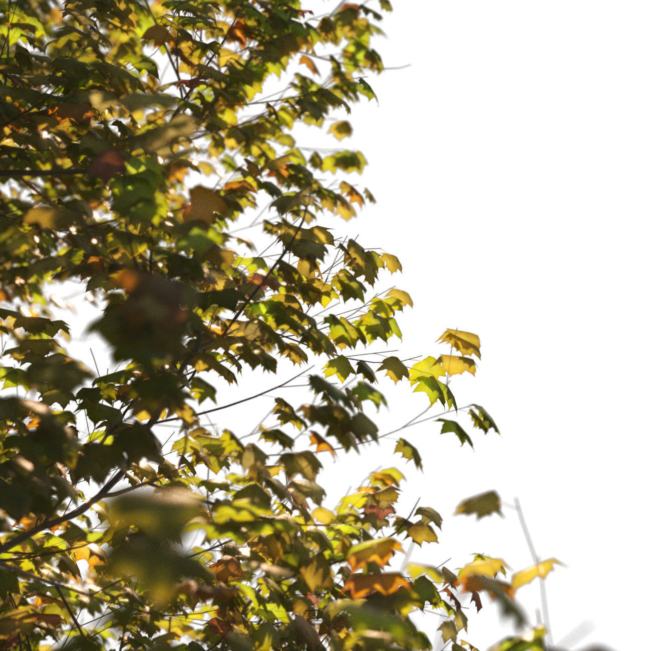 Platanus x hispanica XXL size 3 different models 3D Model Collection_13