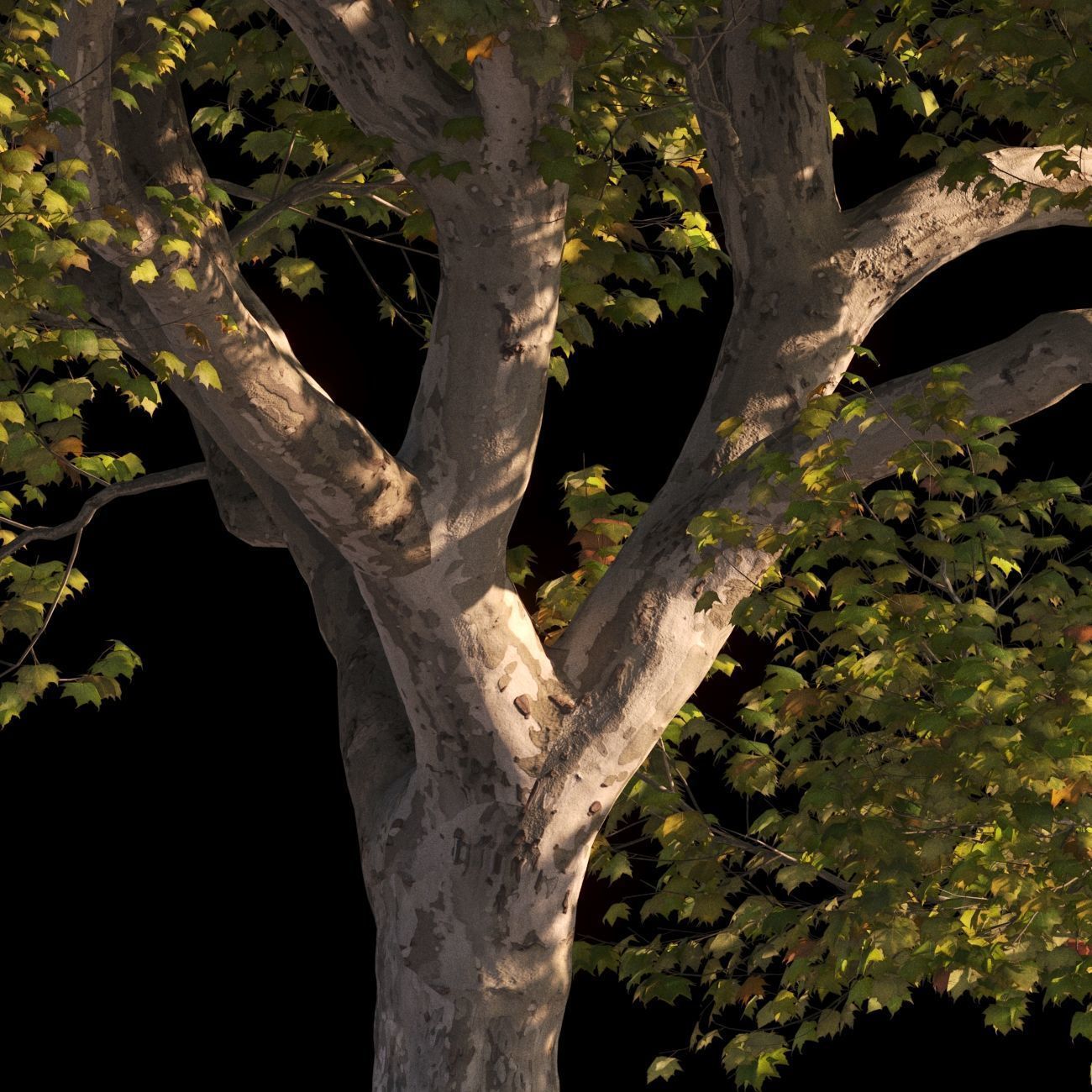 Platanus x hispanica XXL size 3 different models 3D Model Collection_9