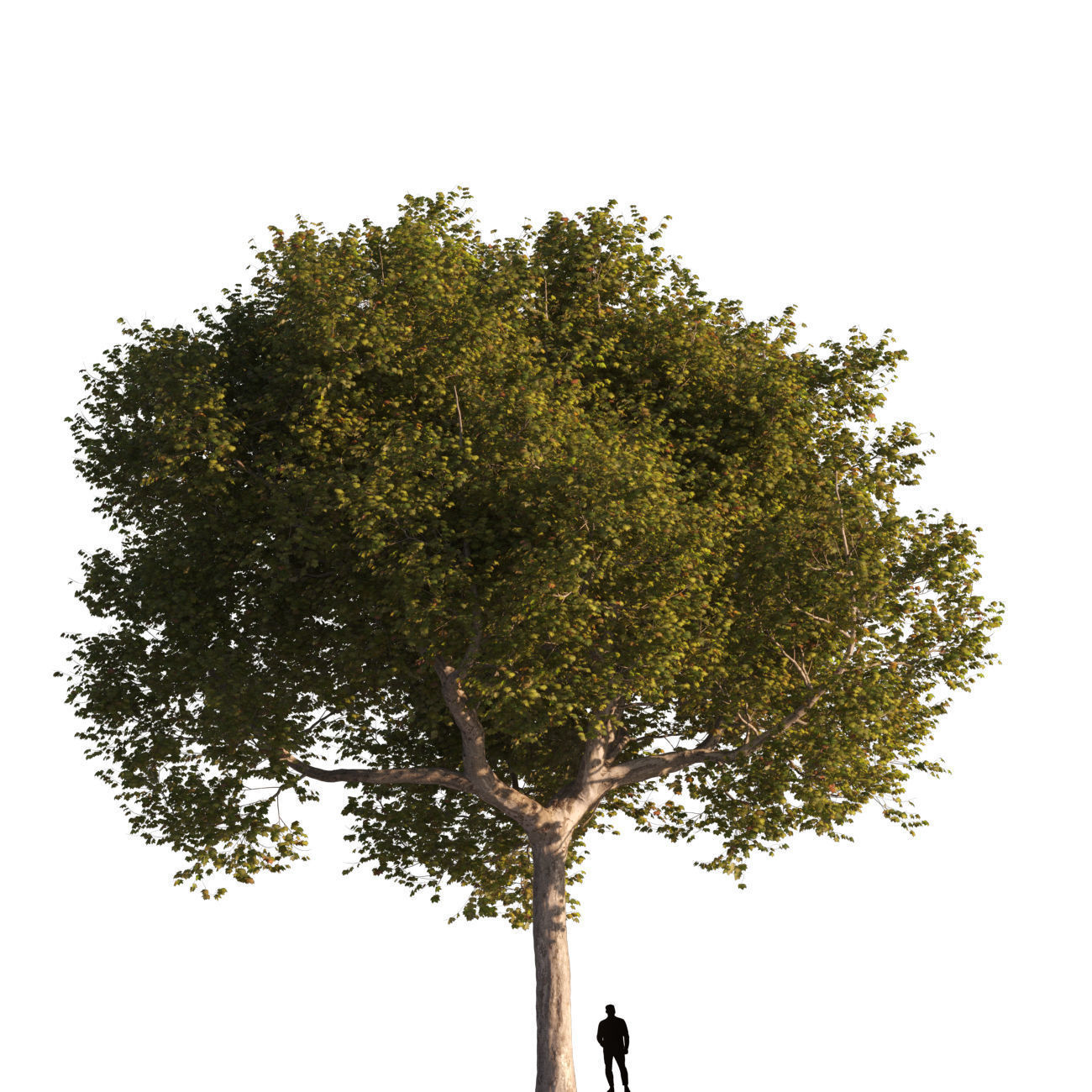 Platanus x hispanica XXL size 3 different models 3D Model Collection_3