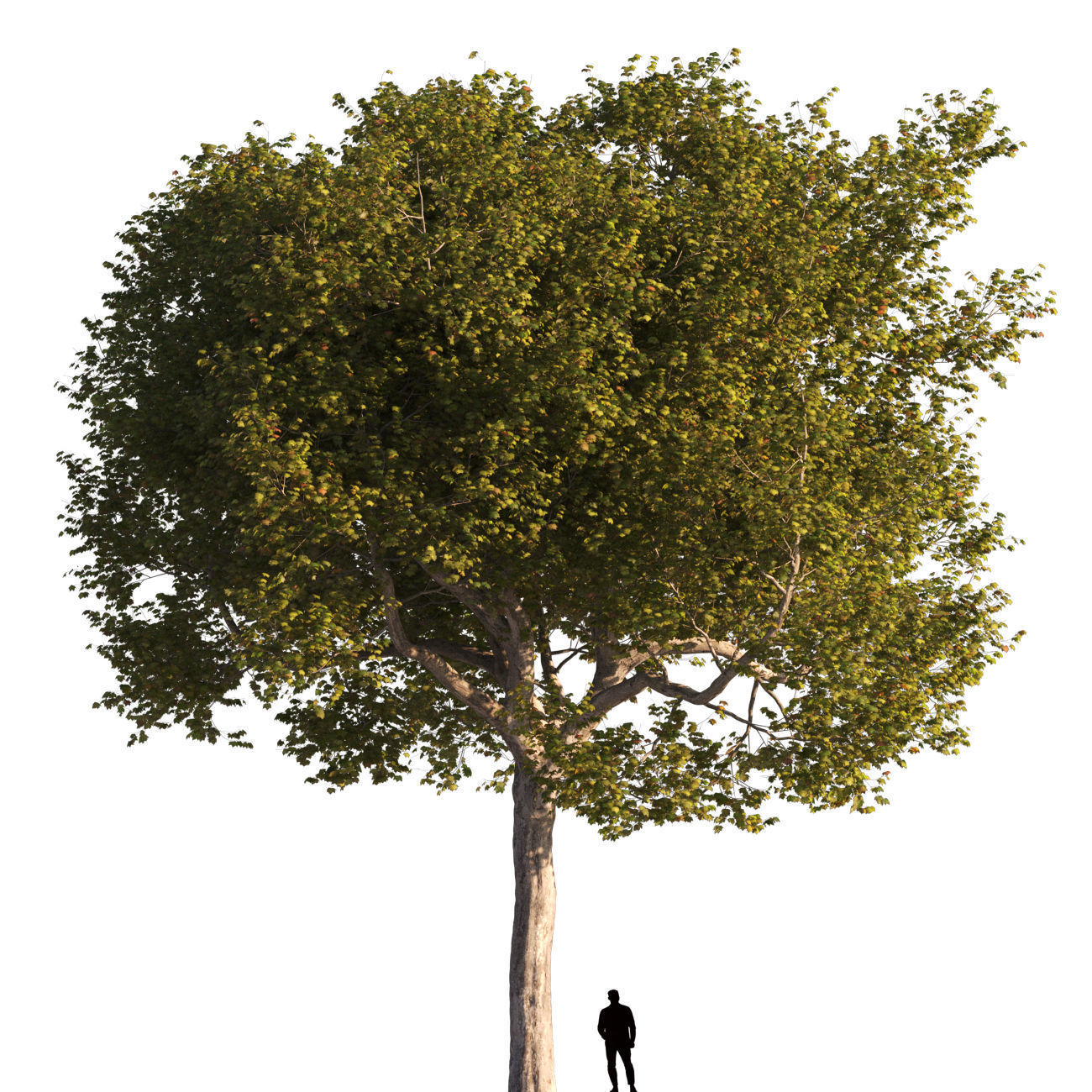 Platanus x hispanica XXL size 3 different models 3D Model Collection_2