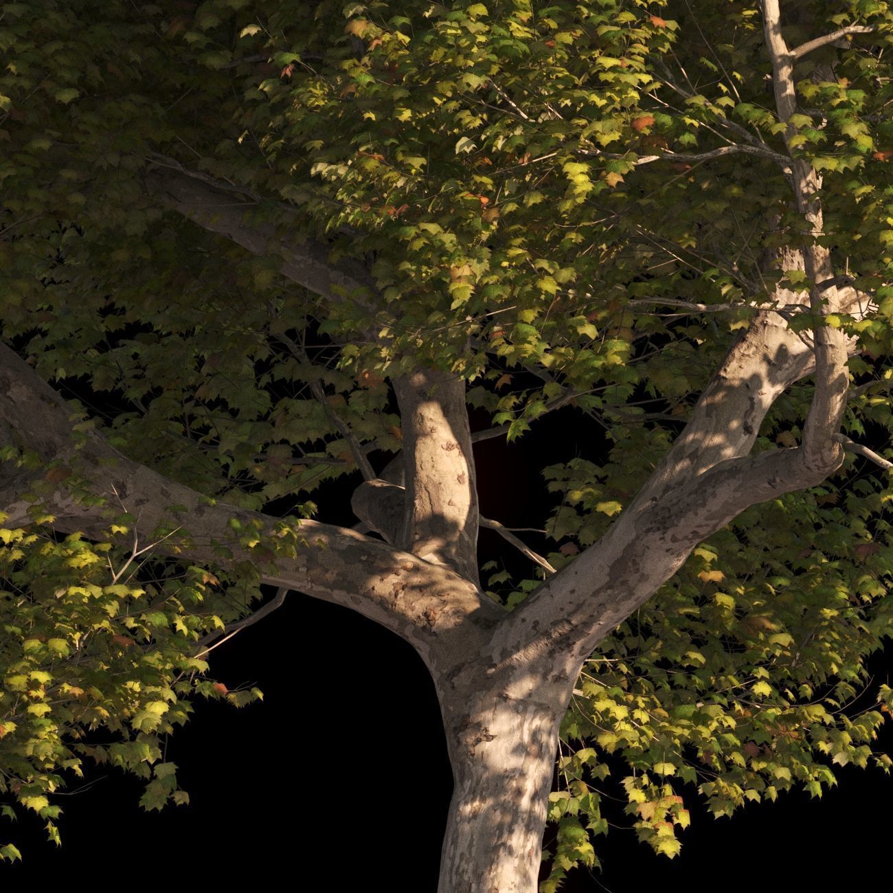 Platanus x hispanica XXL size 3 different models 3D Model Collection_11