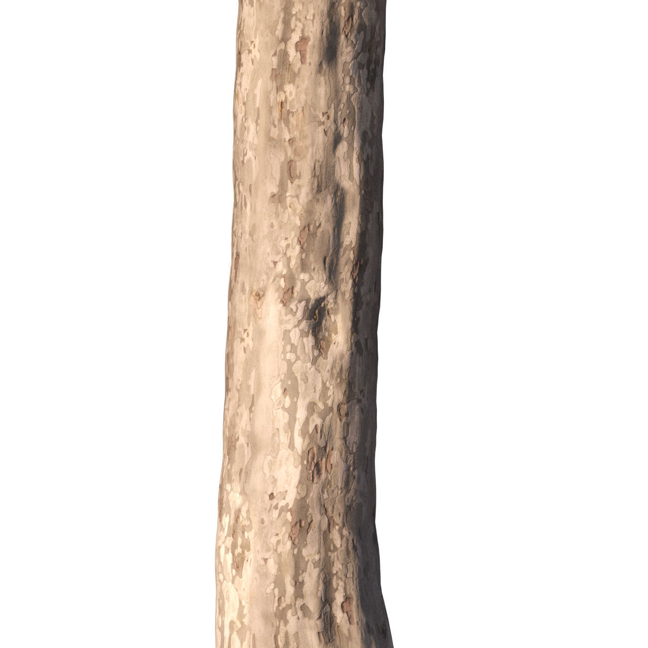 Platanus x hispanica XXL size 3 different models 3D Model Collection_15
