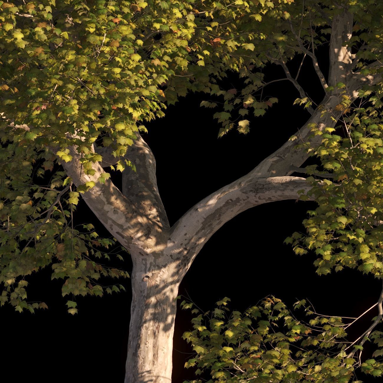 Platanus x hispanica XXL size 3 different models 3D Model Collection_7