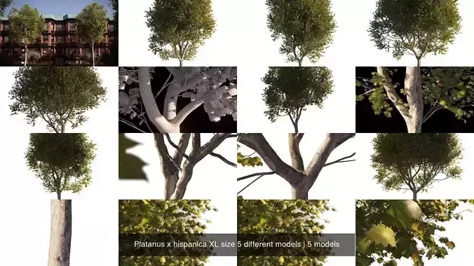 Platanus x hispanica XL size 5 different models