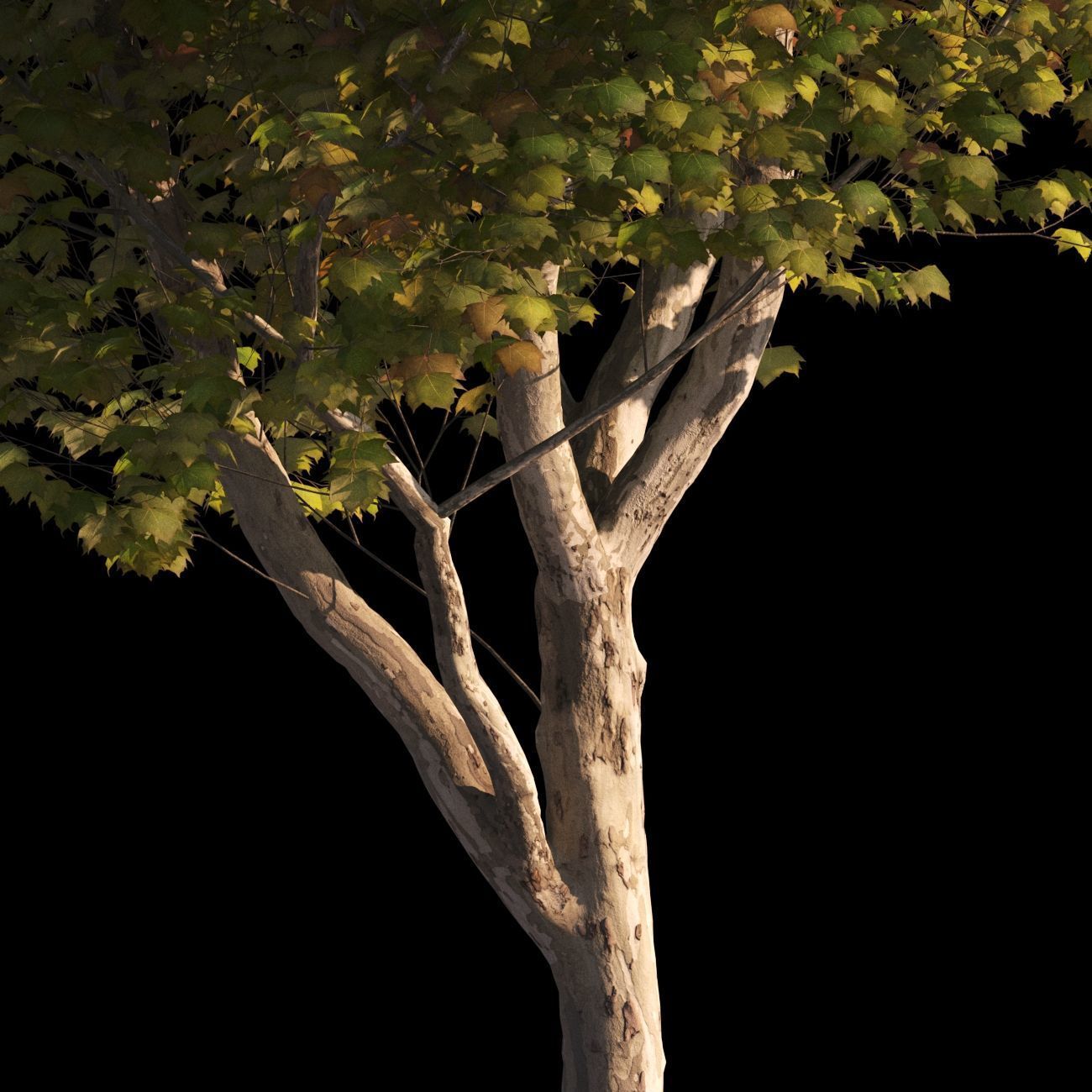 Platanus x hispanica L size 5 different models 3D Model Collection_19