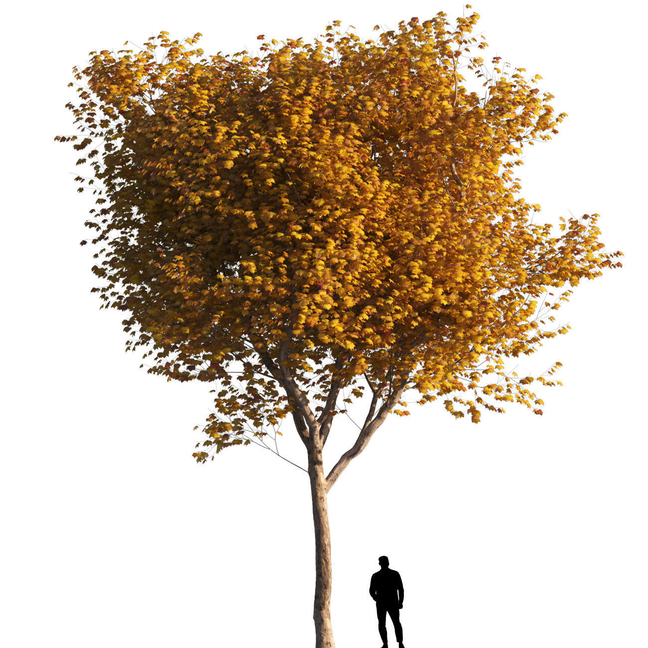 Platanus x hispanica L size 5 different models 3D Model Collection_25