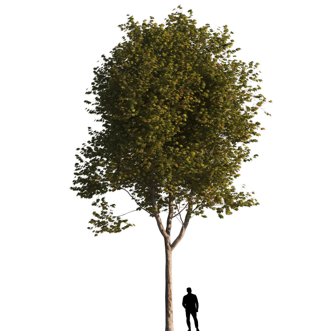 Platanus x hispanica L size 5 different models 3D Model Collection_1