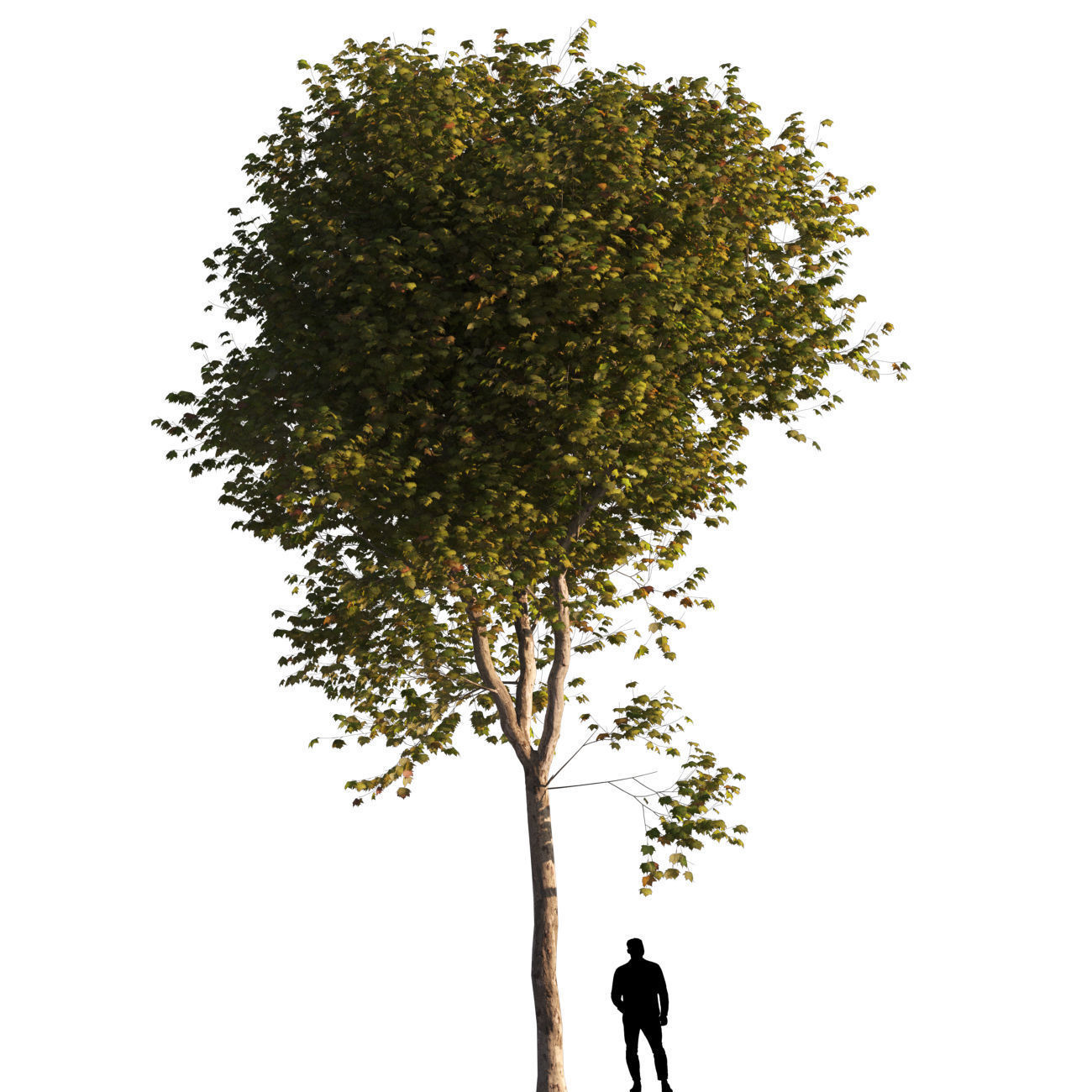 Platanus x hispanica L size 5 different models 3D Model Collection_2