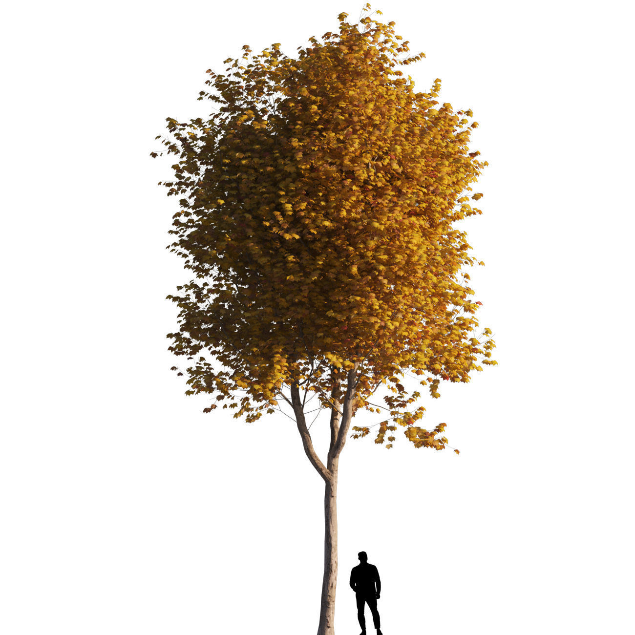 Platanus x hispanica L size 5 different models 3D Model Collection_28