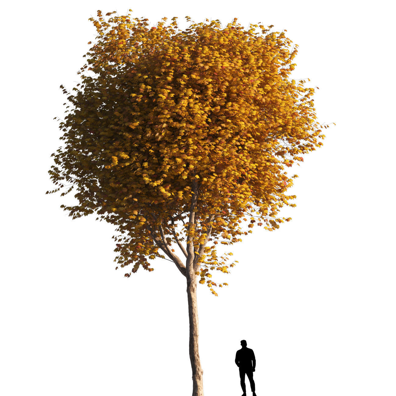 Platanus x hispanica L size 5 different models 3D Model Collection_26