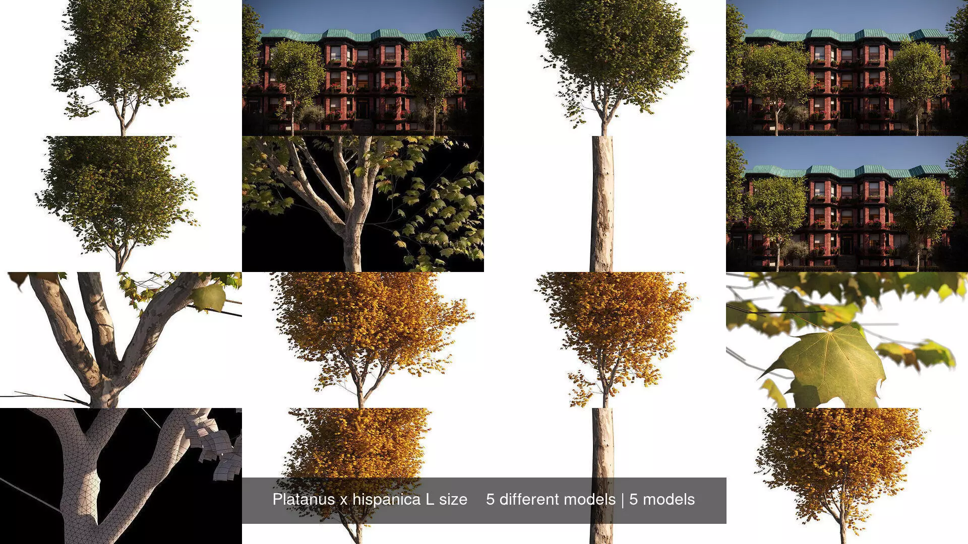 Platanus x hispanica L size 5 different models 3D Model Collection_0