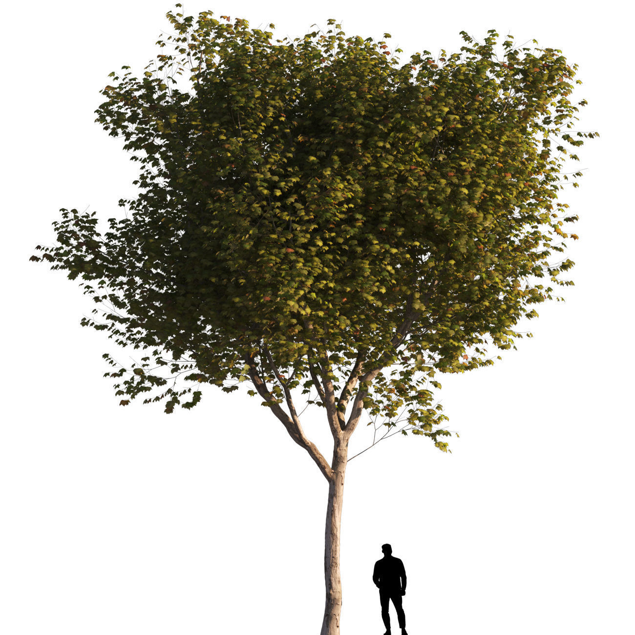 Platanus x hispanica L size 5 different models 3D Model Collection_4
