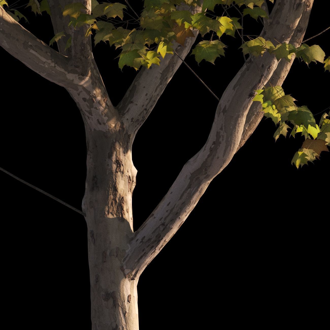 Platanus x hispanica L size 5 different models 3D Model Collection_17
