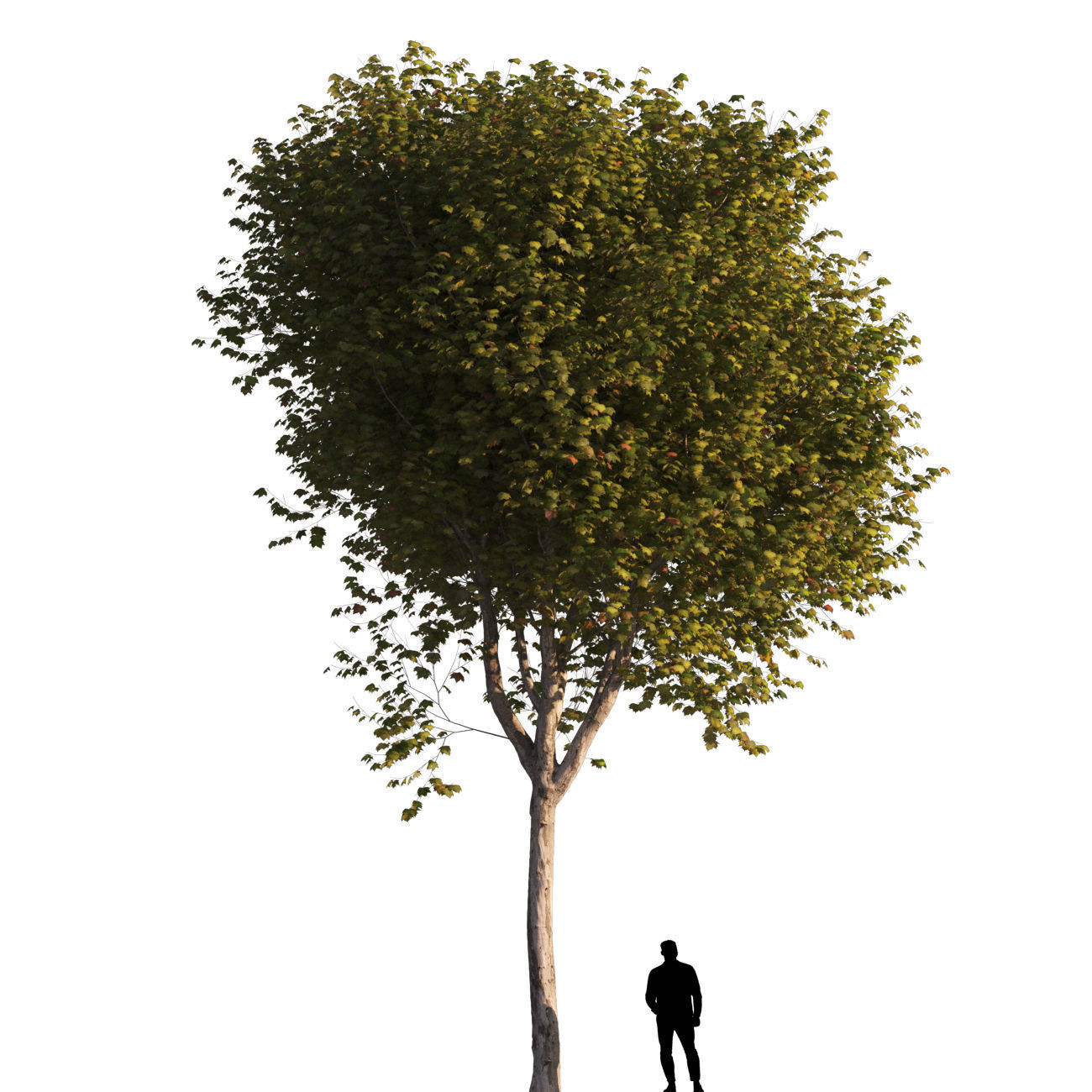Platanus x hispanica L size 5 different models 3D Model Collection_3