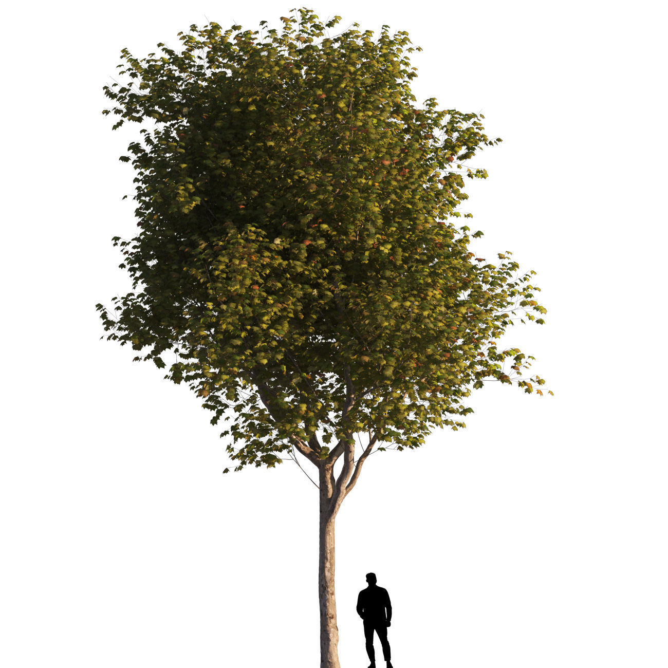 Platanus x hispanica L size 5 different models 3D Model Collection_5