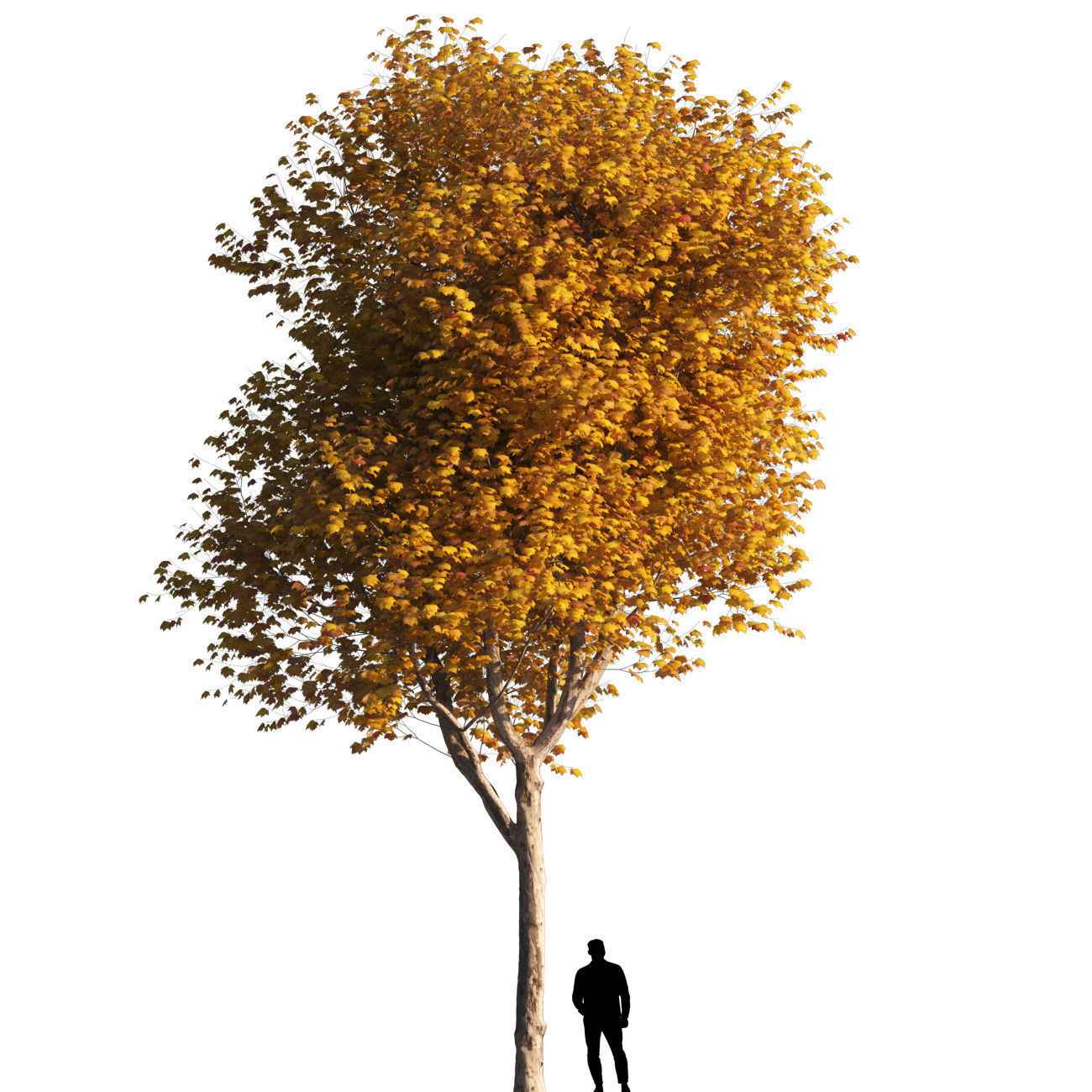 Platanus x hispanica L size 5 different models 3D Model Collection_24