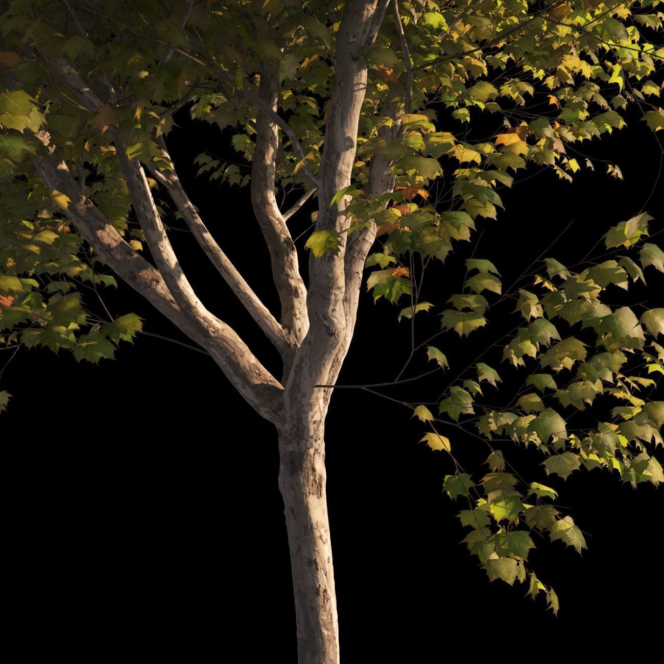 Platanus x hispanica L size 5 different models 3D Model Collection_15