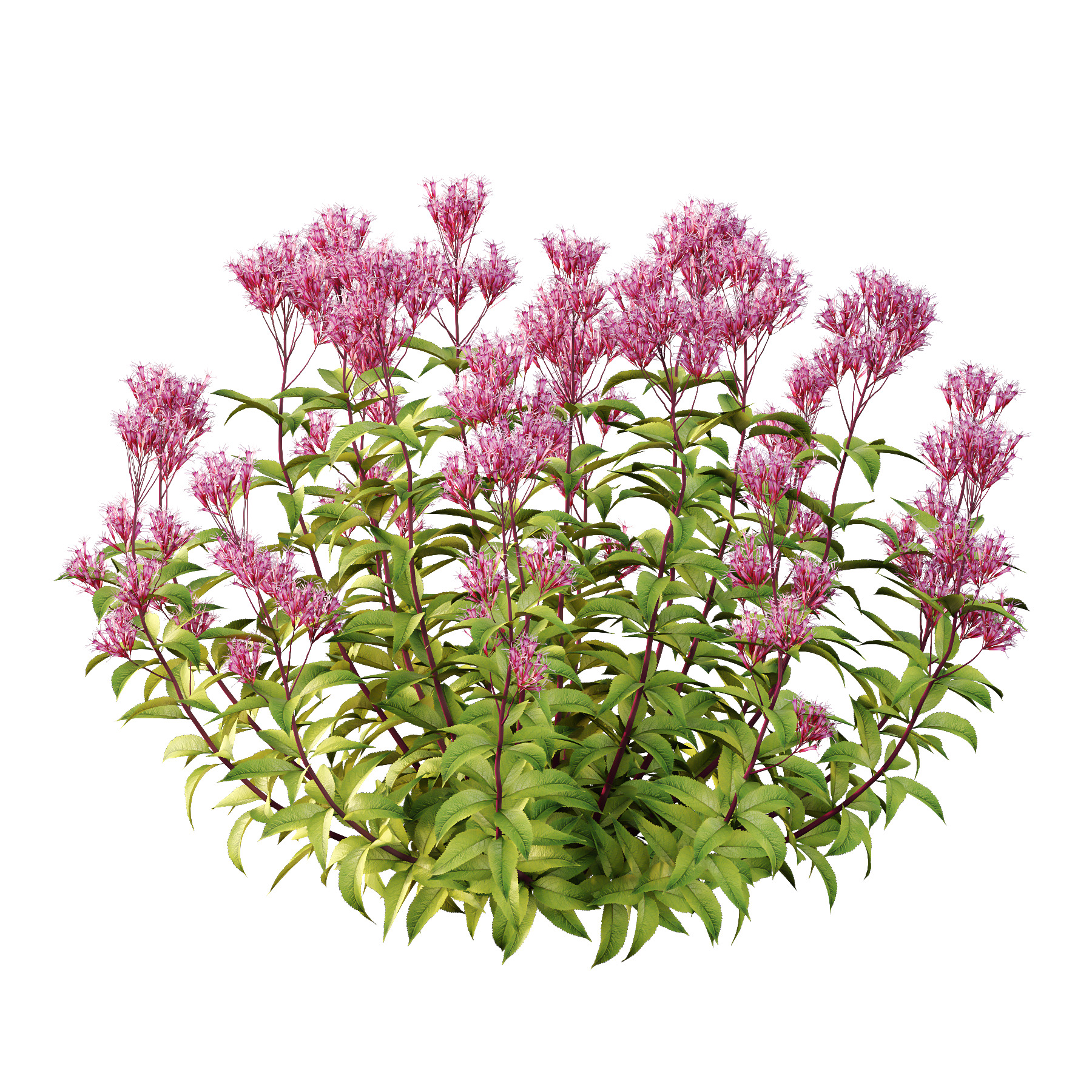 Different bush 11 3D model_1