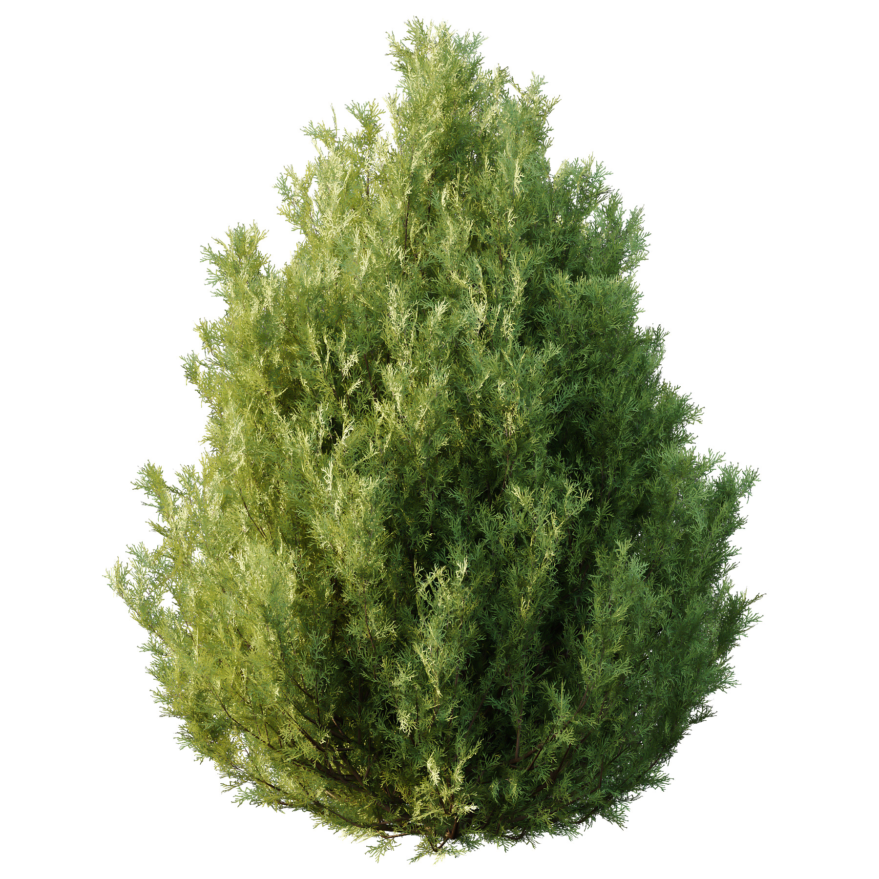 Italian Cypress Tree 3 3D model_1