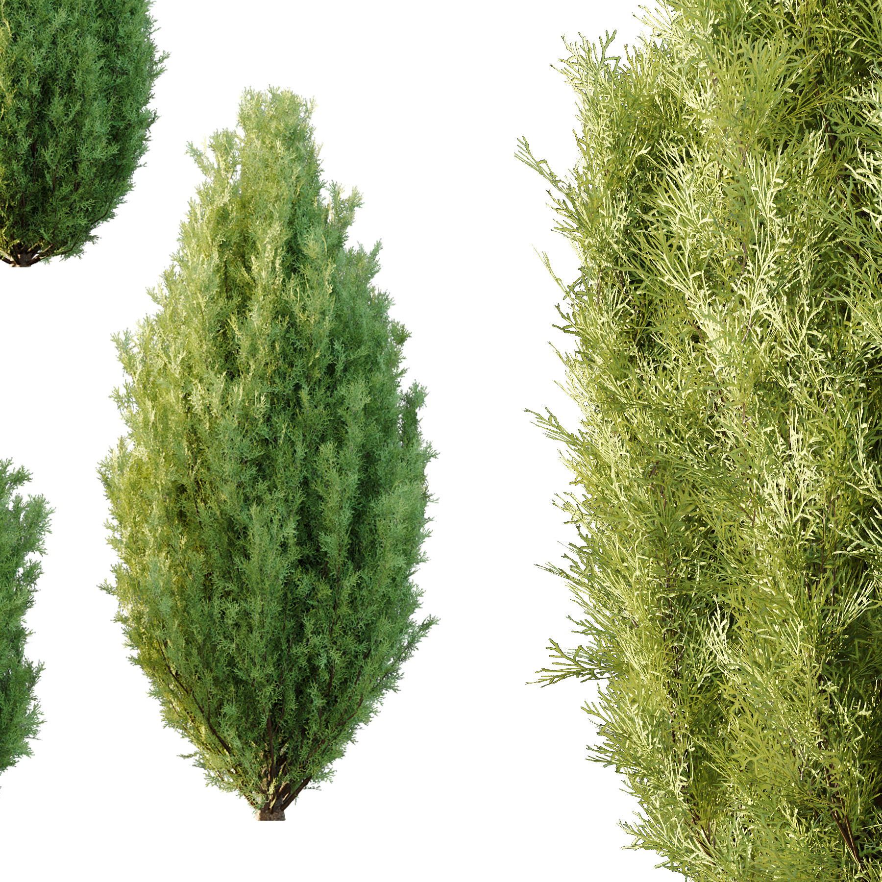 Italian Cypress Tree 3 3D model_3