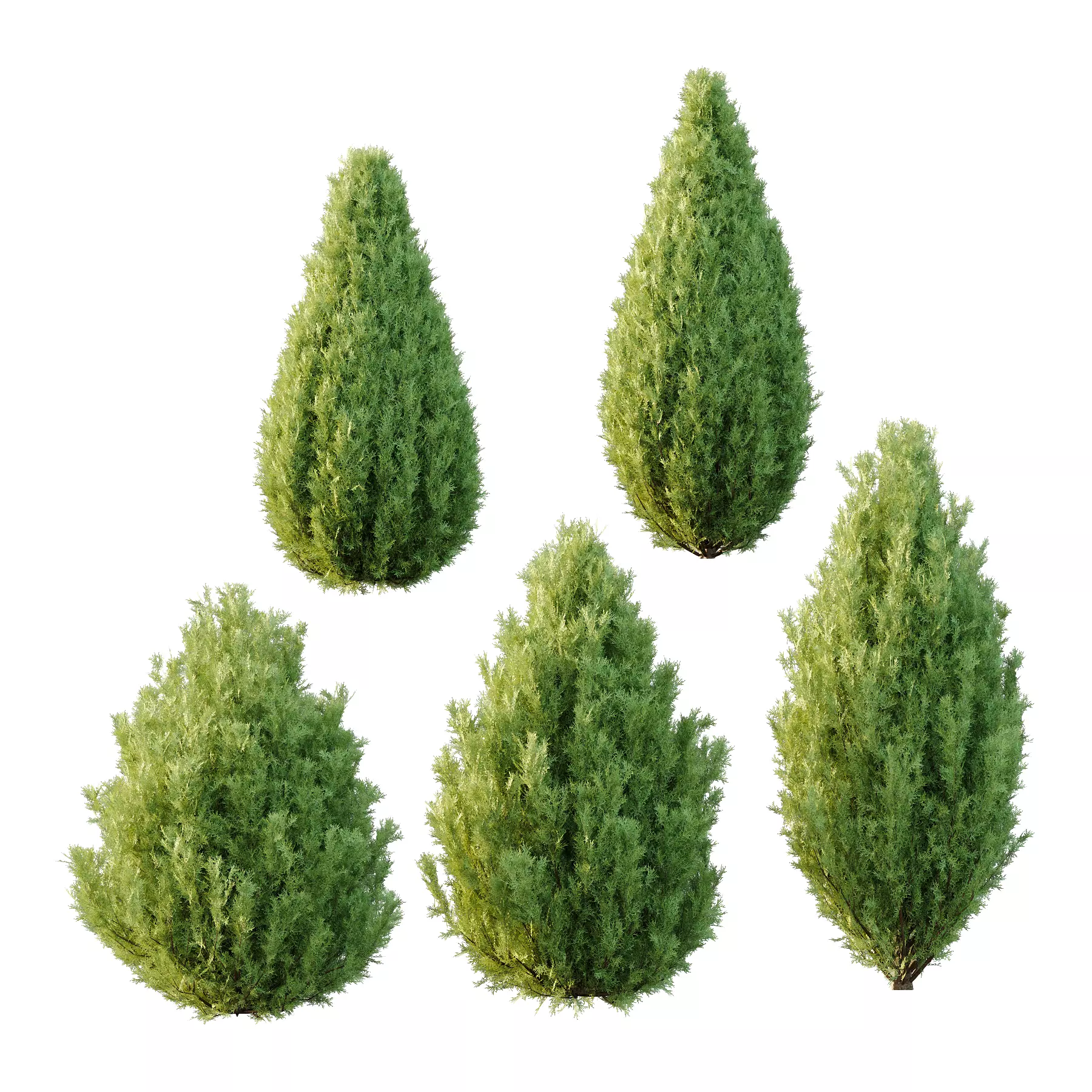 Italian Cypress Tree 3 3D model_0