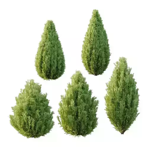 Italian Cypress Tree 3 3D model Italian Cypress Tree 3 3D model