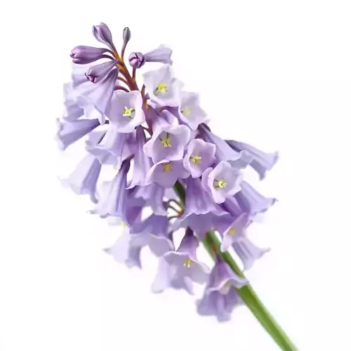 Lilac Hyacinth Flower Model Pack Low-poly 3D model
