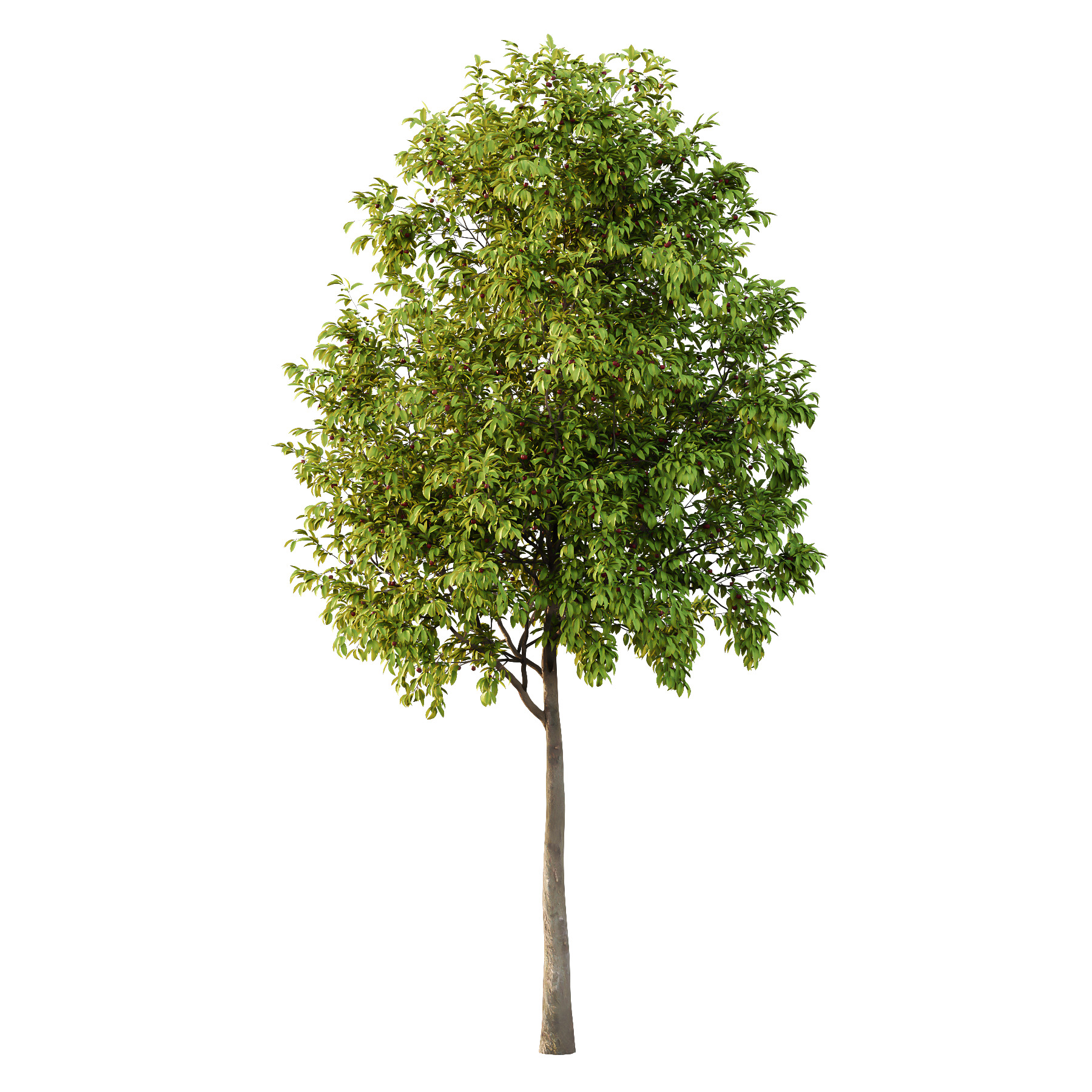 Prunus pseudocerasus Diospyros Kaki Fruit Tree 01 3D model_2