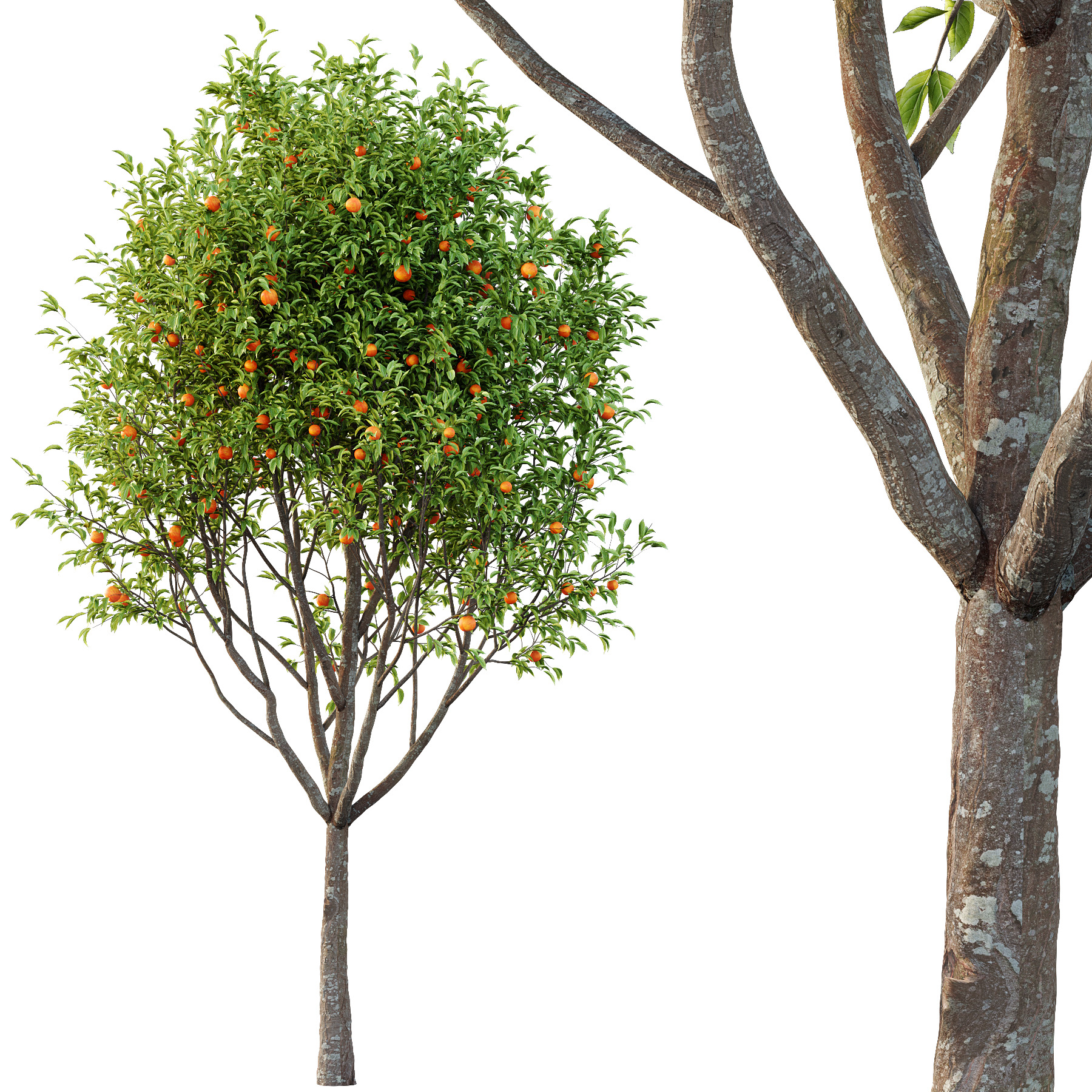 Prunus pseudocerasus Diospyros Kaki Fruit Tree 01 3D model_4